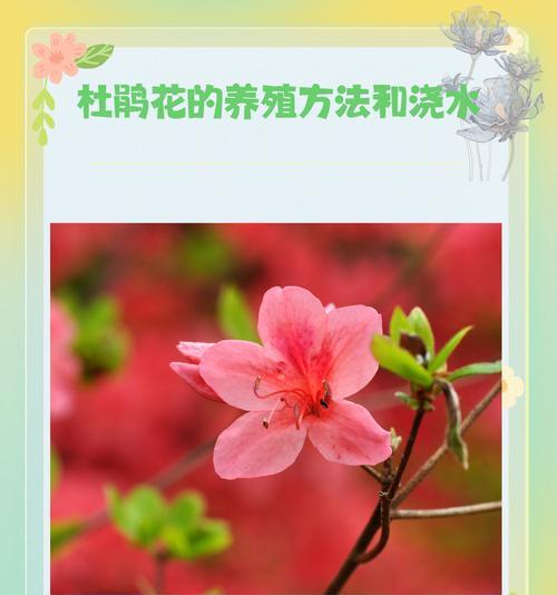 杜鹃花种植需要注意哪些事项？