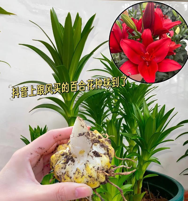 百合花的正确养护方法是什么？