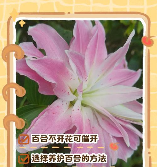 百合花的正确养护方法是什么？