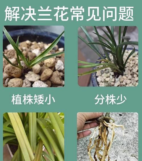 兰花专用肥料使用方法是什么？