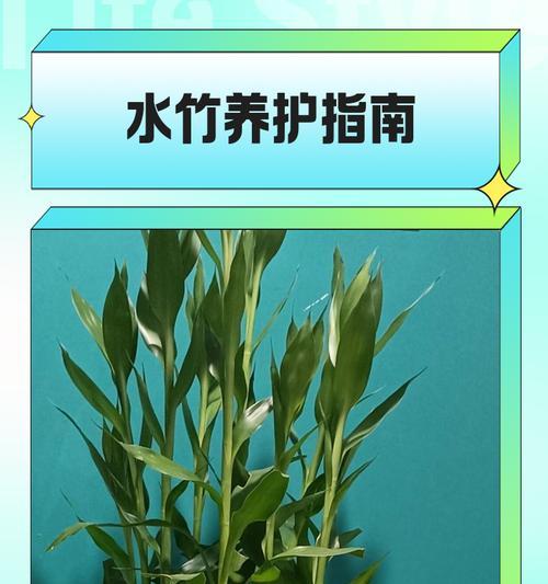 水竹养护和繁殖的正确方法是什么？