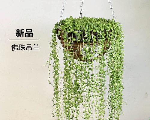 佛珠吊兰的养殖方法是什么？如何保持佛珠吊兰的健康生长？