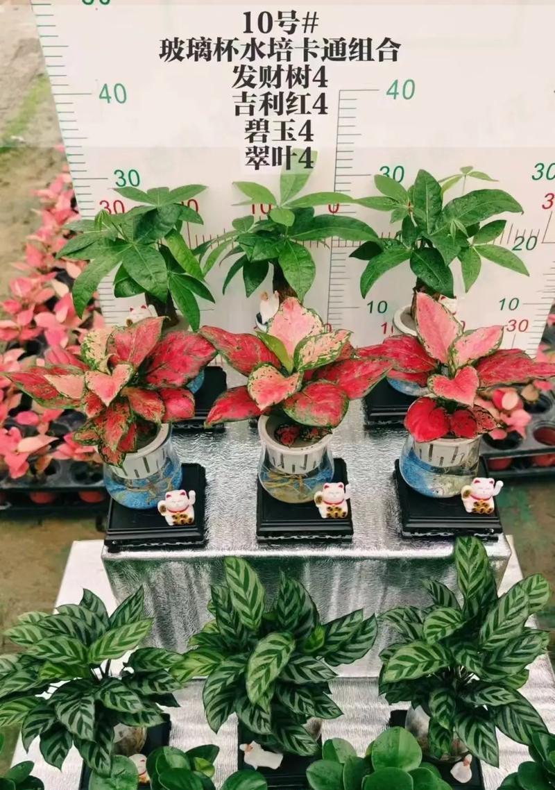 碧玉水培的步骤是什么？水培碧玉需要注意什么？