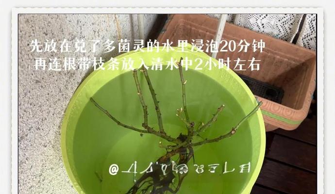 月季苗的种植方法是什么？如何确保成活率？
