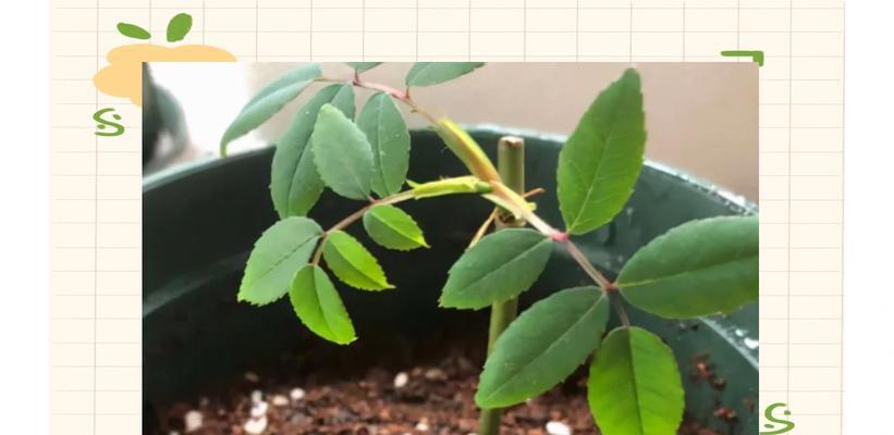 月季苗的种植方法是什么？如何确保成活率？