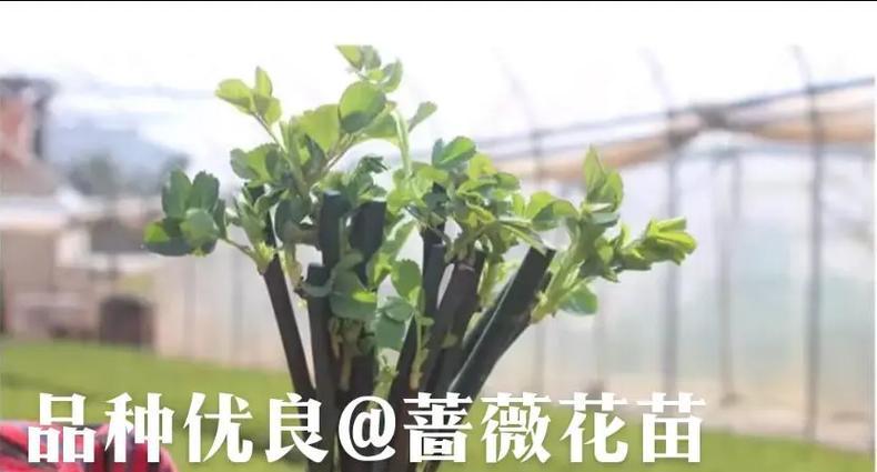 月季苗的种植方法是什么？如何确保成活率？