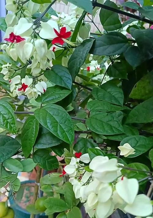 珠花的象征意义是什么？如何正确养护珠花？