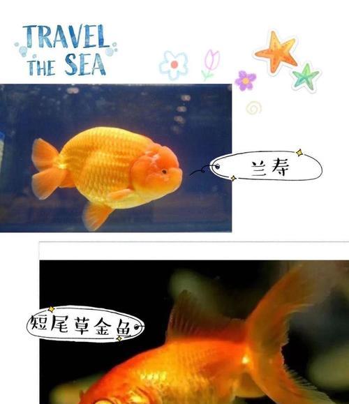 草种金鱼的养殖技巧和注意事项是什么？