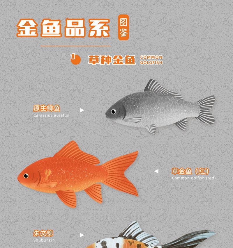 草种金鱼的养殖技巧和注意事项是什么？