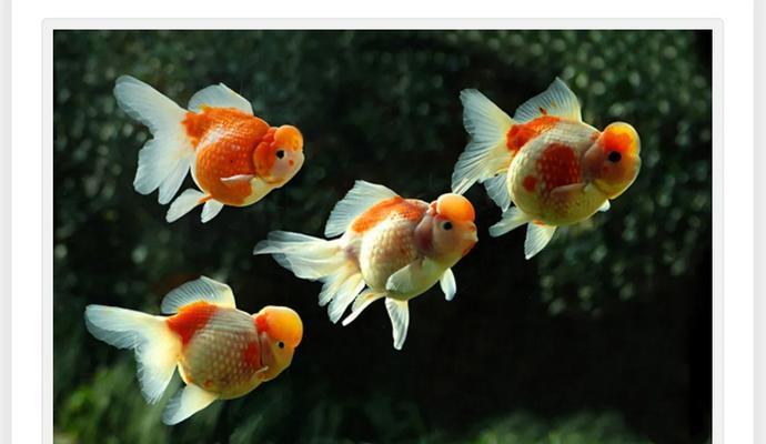 草种金鱼的养殖技巧和注意事项是什么？