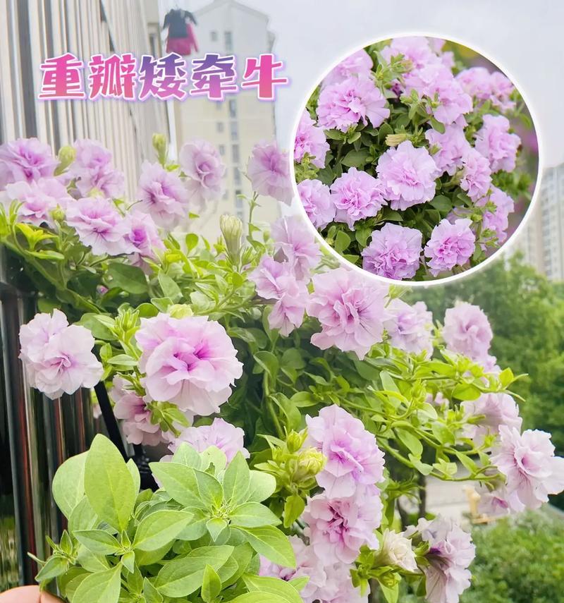 矮牵牛花过冬的保护措施和注意事项是什么？