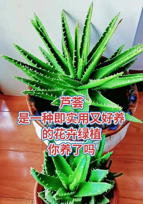 盆栽芦荟的种植方法是什么？如何保证其健康成长？