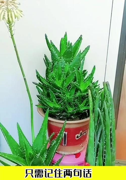 盆栽芦荟的种植方法是什么？如何保证其健康成长？