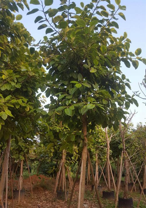 榕花树的花有什么好处？它的功效和作用是什么？