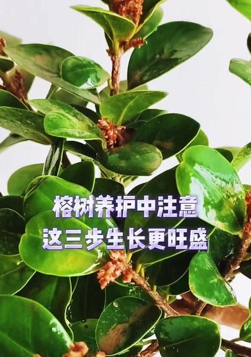 榕花树的花有什么好处？它的功效和作用是什么？
