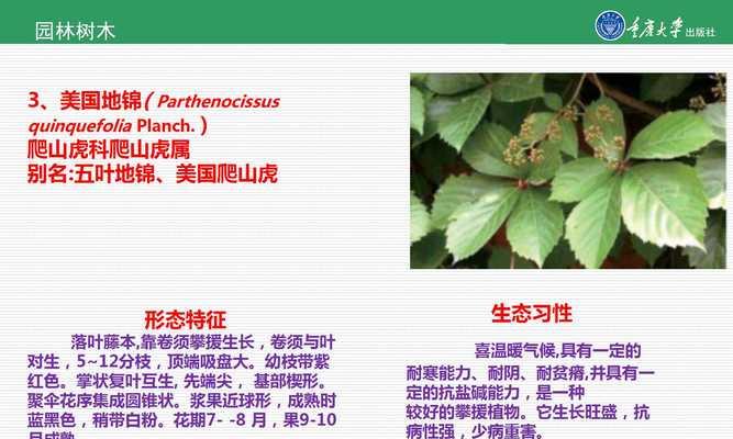 树木品种繁多，如何识别和选择？
