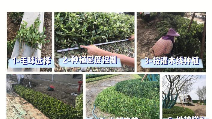 常见灌木有哪些种类？如何选择适合的常见灌木？