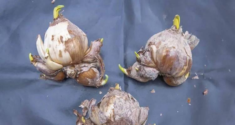 水仙花球茎如何正确切割？切水仙的最佳时机是什么时候？