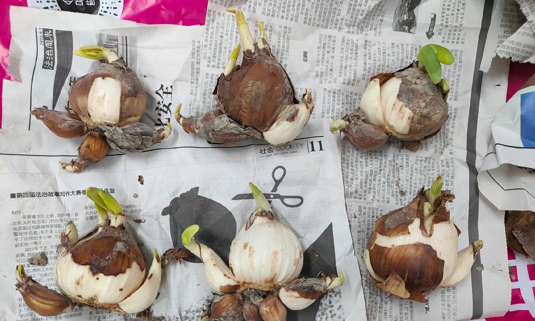 水仙花球茎如何正确切割？切水仙的最佳时机是什么时候？