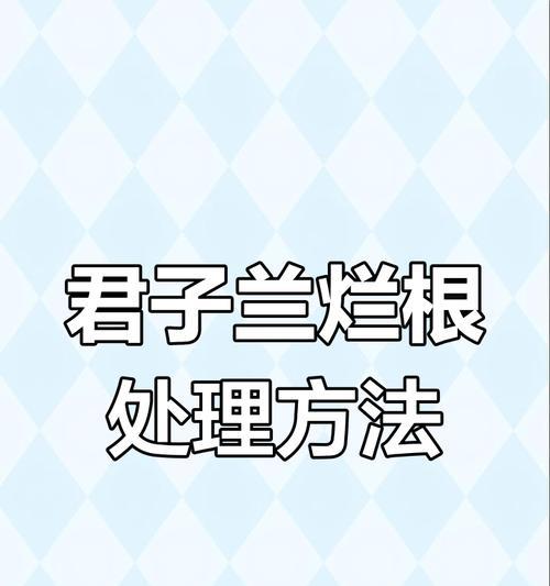 君子兰烂根了怎么处理？急救措施和预防策略是什么？