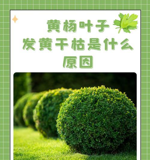 树叶发黄是什么原因？如何诊断和解决树叶发黄的问题？