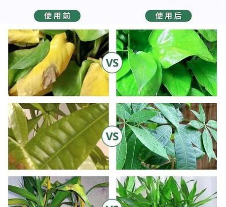 树叶发黄是什么原因？如何诊断和解决树叶发黄的问题？