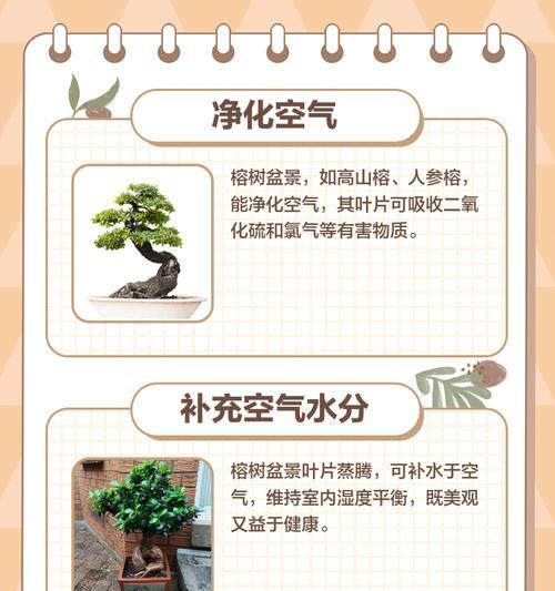 榕树盆景根部养护要点是什么？