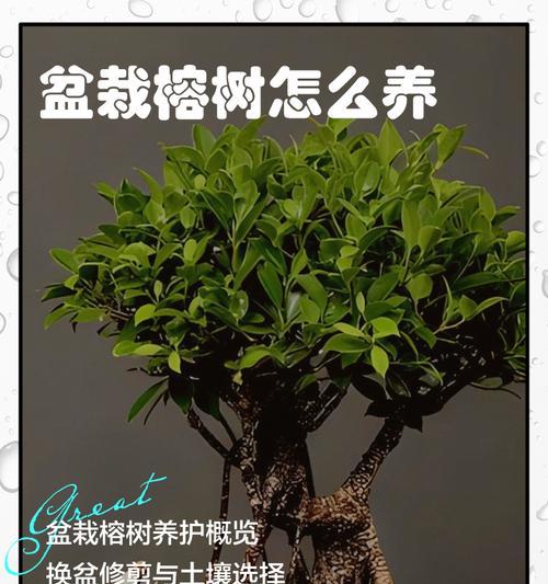 榕树盆景根部养护要点是什么？