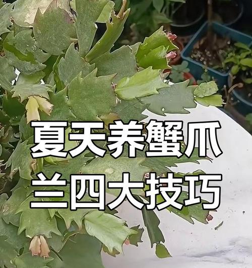 蟹爪兰养殖方法有哪些？蟹爪兰养殖需要注意什么？