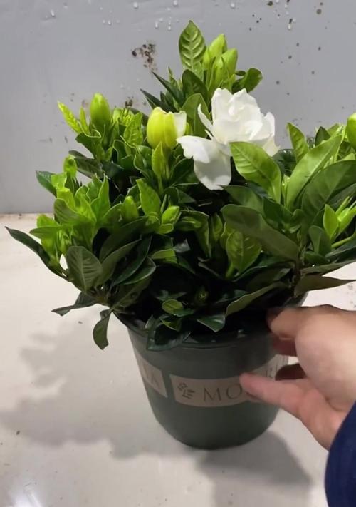 栀子花修剪的最佳时机是什么时候？怎样修剪才能促进开花？