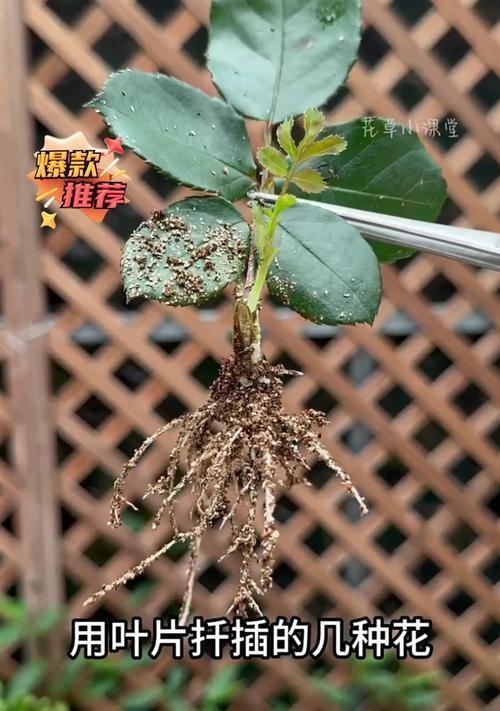 花叶蔓繁殖方法是什么？怎样快速繁殖花叶蔓？