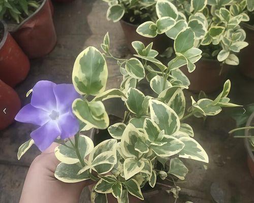 花叶蔓繁殖方法是什么？怎样快速繁殖花叶蔓？