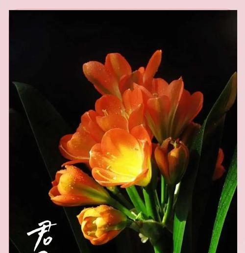 君子兰花象征什么？君子兰的花语和文化意义是什么？