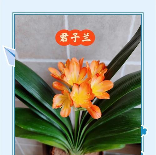 君子兰花象征什么？君子兰的花语和文化意义是什么？