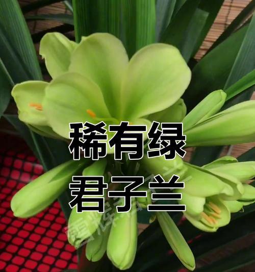君子兰花象征什么？君子兰的花语和文化意义是什么？