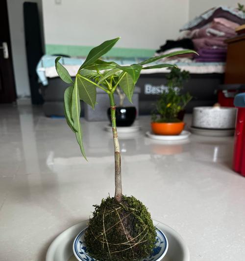 怎么水培发财树？水培发财树的养护技巧是什么？