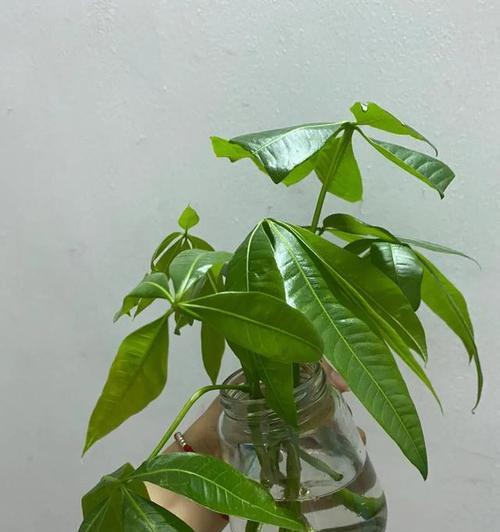 怎么水培发财树？水培发财树的养护技巧是什么？