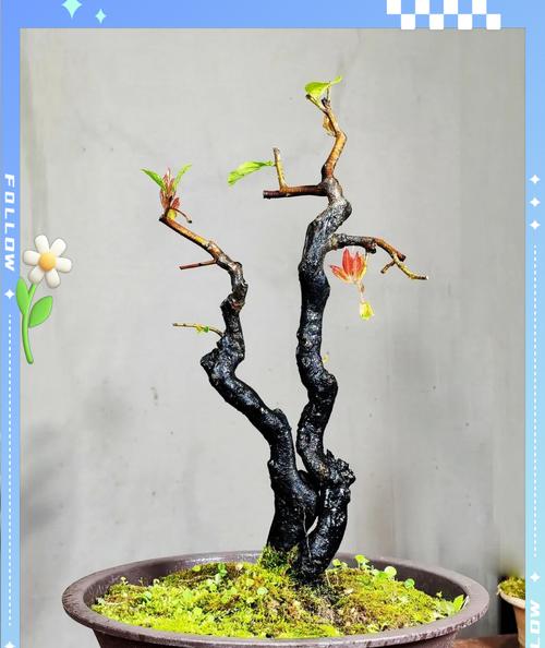 盆景干了怎么处理？盆景干了的常见问题有哪些？