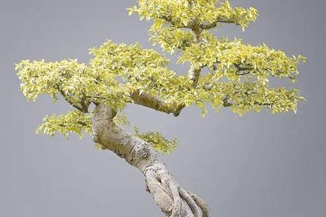 盆景干了怎么处理？盆景干了的常见问题有哪些？