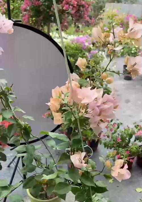 三角梅修剪技巧以促进多开花？