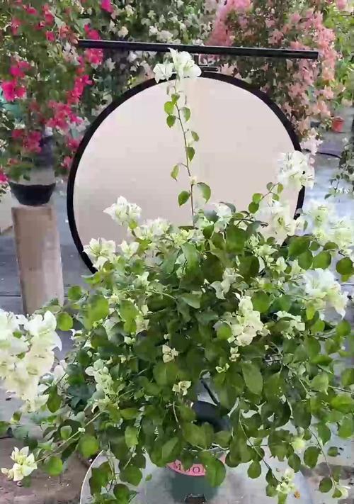 三角梅修剪技巧以促进多开花？