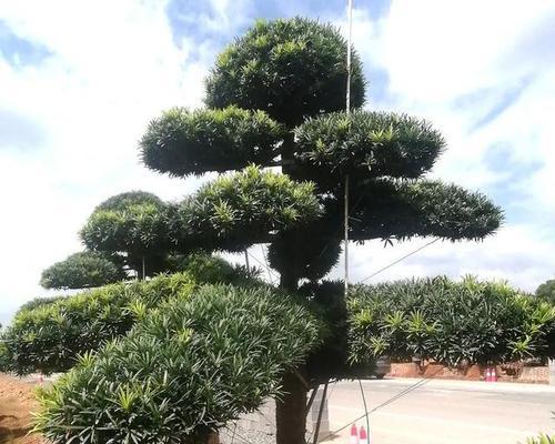 耐寒树有哪些？耐寒树的种植和养护方法是什么？