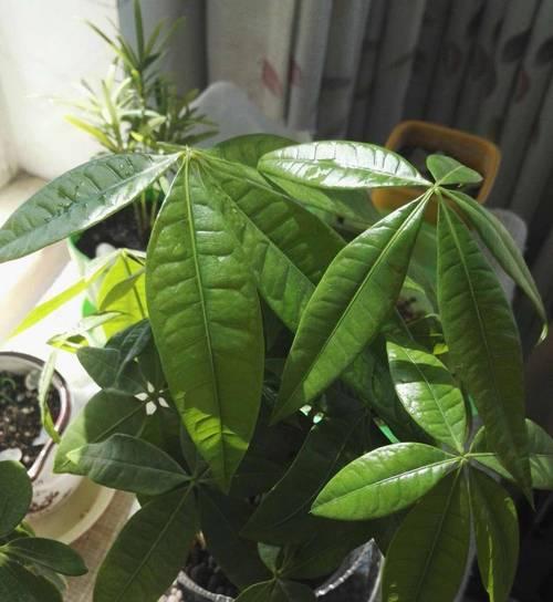 耐寒树有哪些？耐寒树的种植和养护方法是什么？