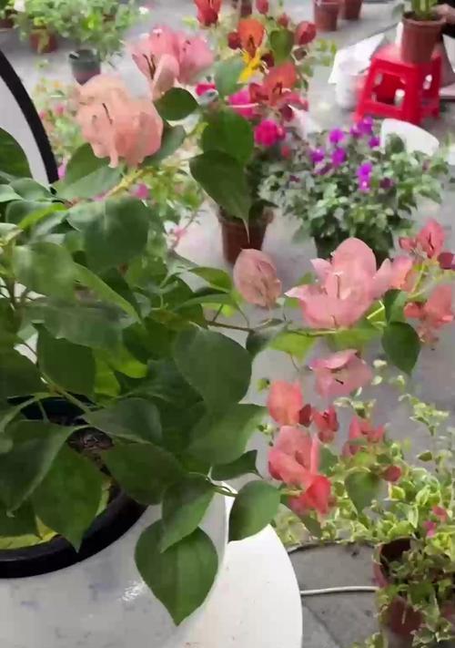 月季盲芽了怎么办？如何促进月季新芽生长？