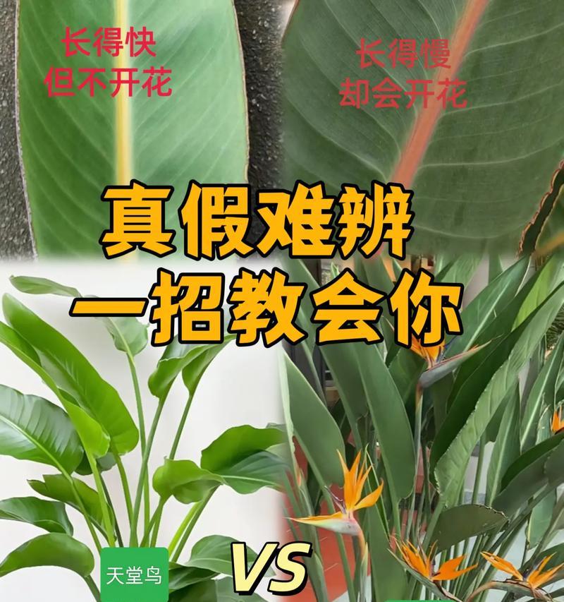如何正确养护花卉？