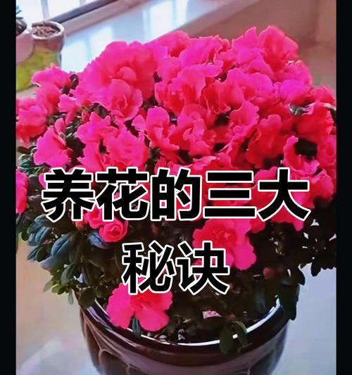 如何正确养护花卉？