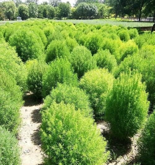 地肤种植方法是什么？地肤的种植条件有哪些？