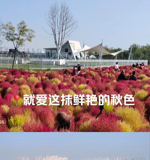 地肤种植方法是什么？地肤的种植条件有哪些？