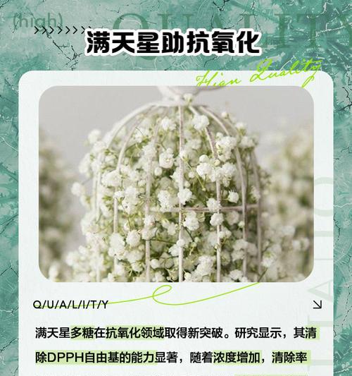 满天星养护的秘诀是什么？