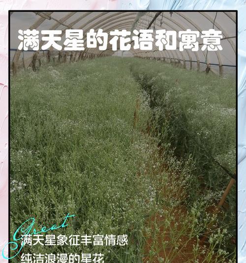 满天星养护的秘诀是什么？